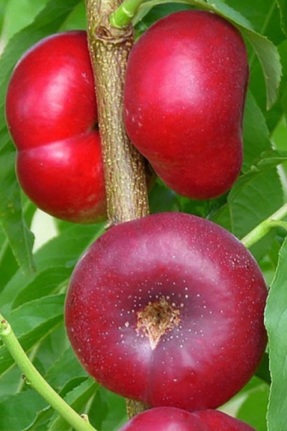 Нектарин інжирний ‘Концеттіна’|Persica var. nucipersica ‘Concettina’|Нектарин инжирный ‘Концеттина’